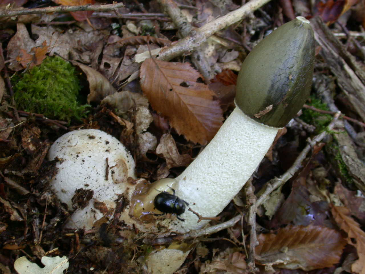 Phallaceae
